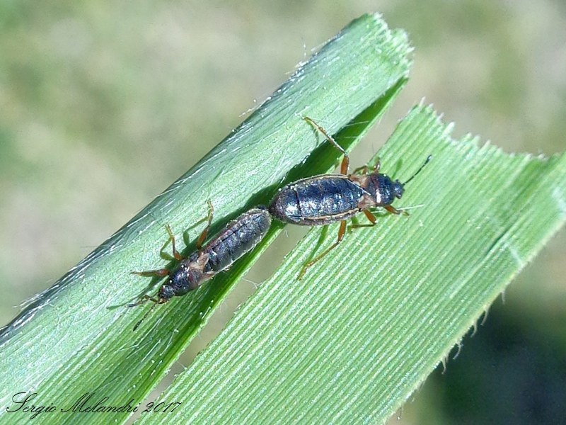 Lygaeidae Blissinae da ID